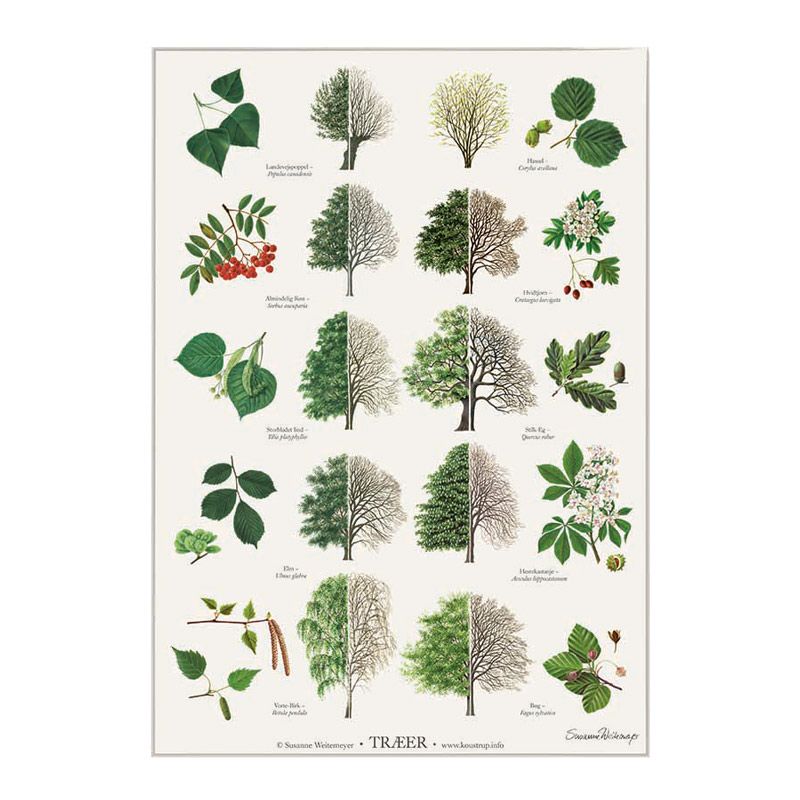 Plakat med træer og træsorter fra Koustrup
