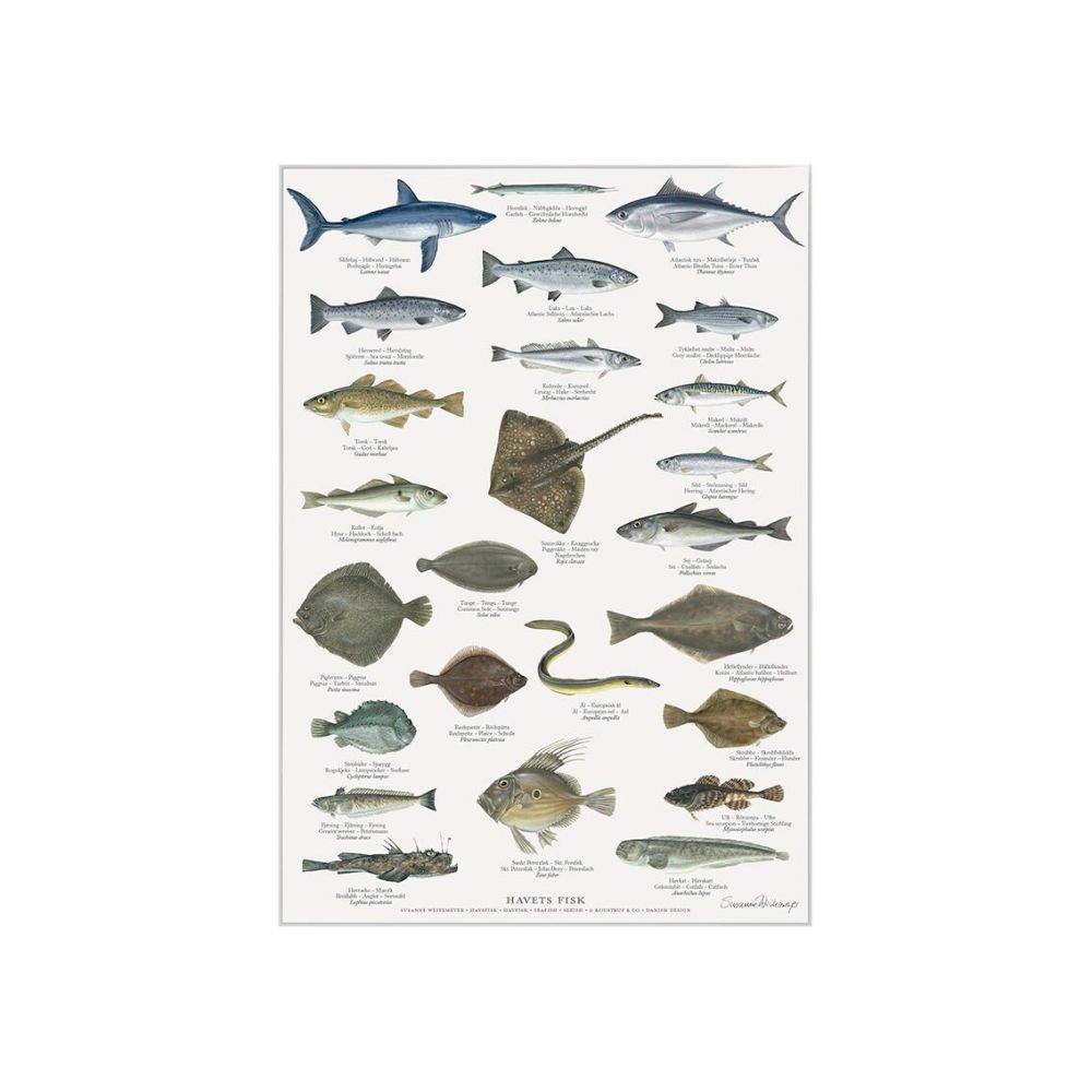  Havets fisk Plakat A4 koustrup