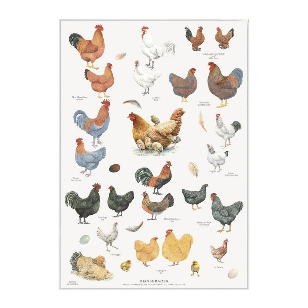  Hønseracer Plakat A2 