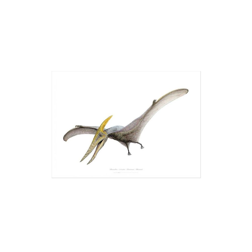  Pteranodon Kunstprint A4 