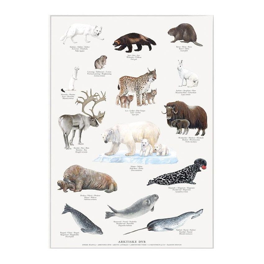 Arktiske dyr Plakat A2 