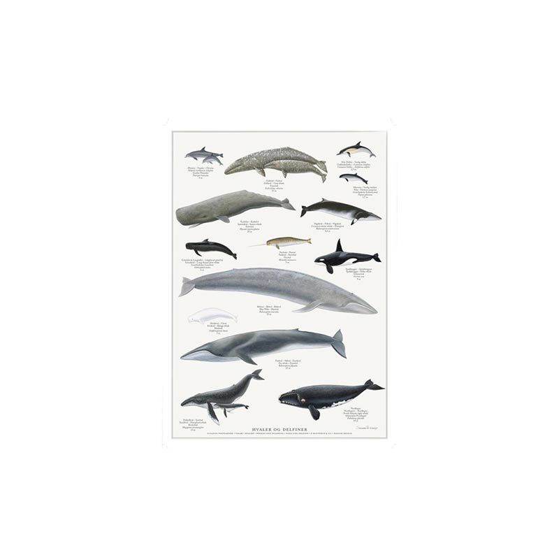 Hvaler og Delfiner Plakat A4