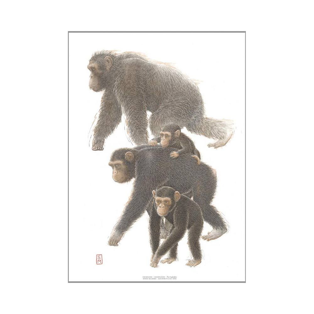Kunsttryk A3 Chimpanse