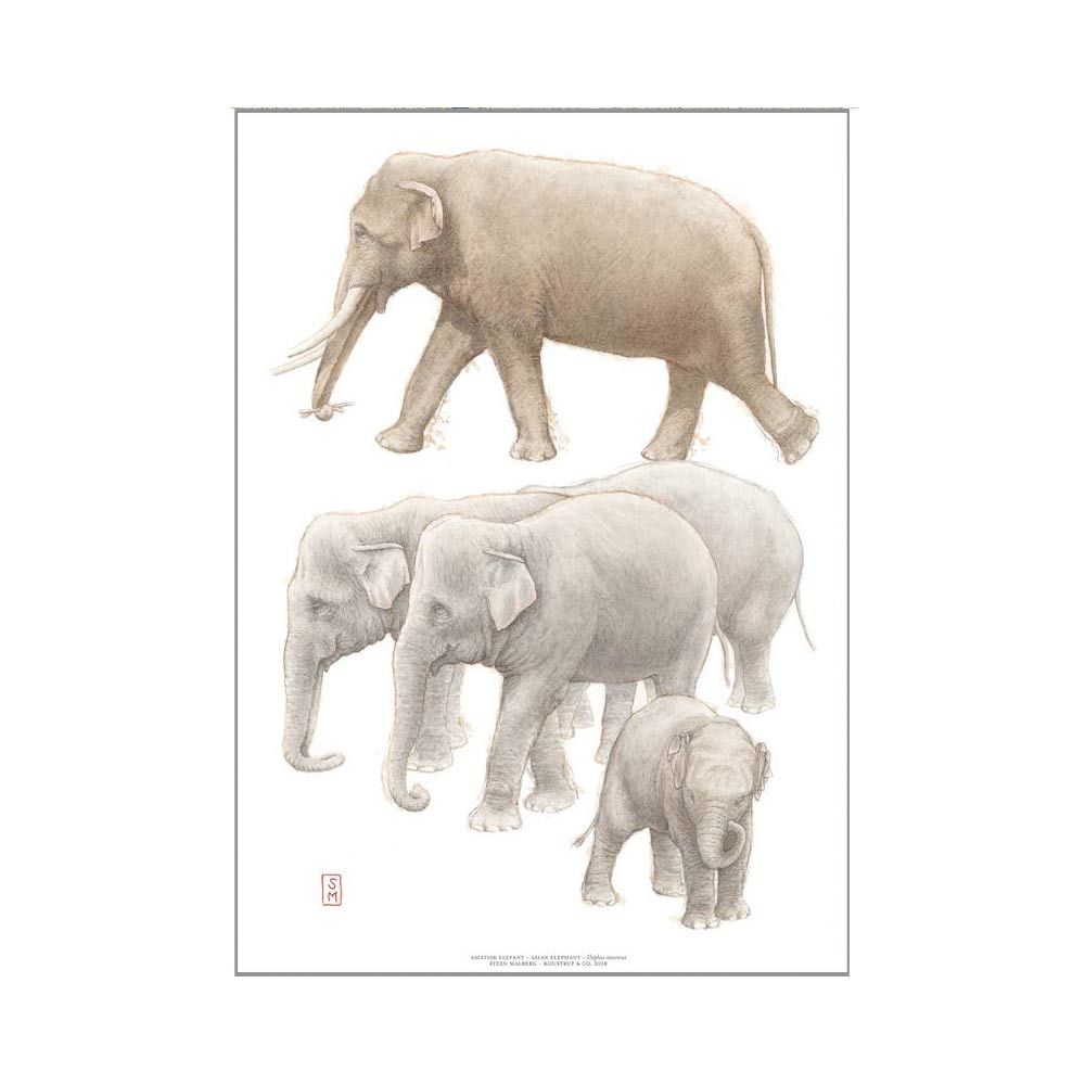Kunsttryk A3 Elefant
