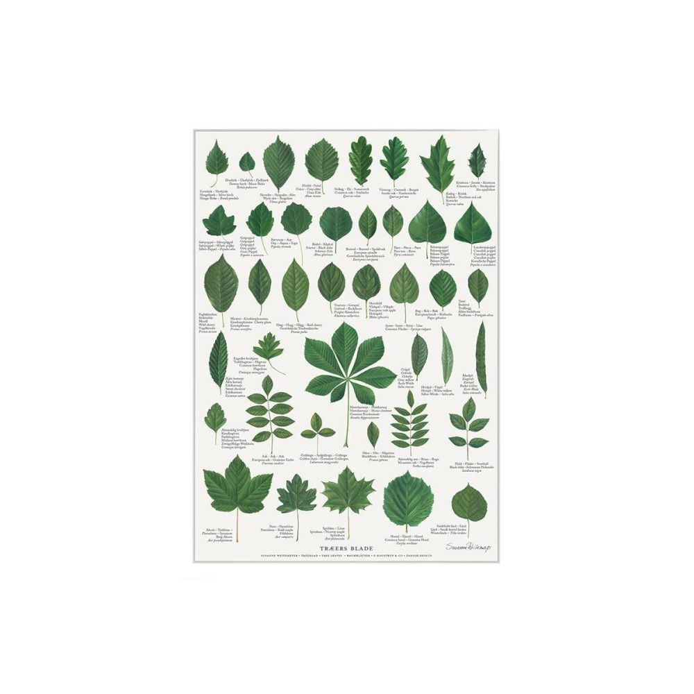 Plakat A4 med grønne blade fra 41 forskellige træer i nordens skove