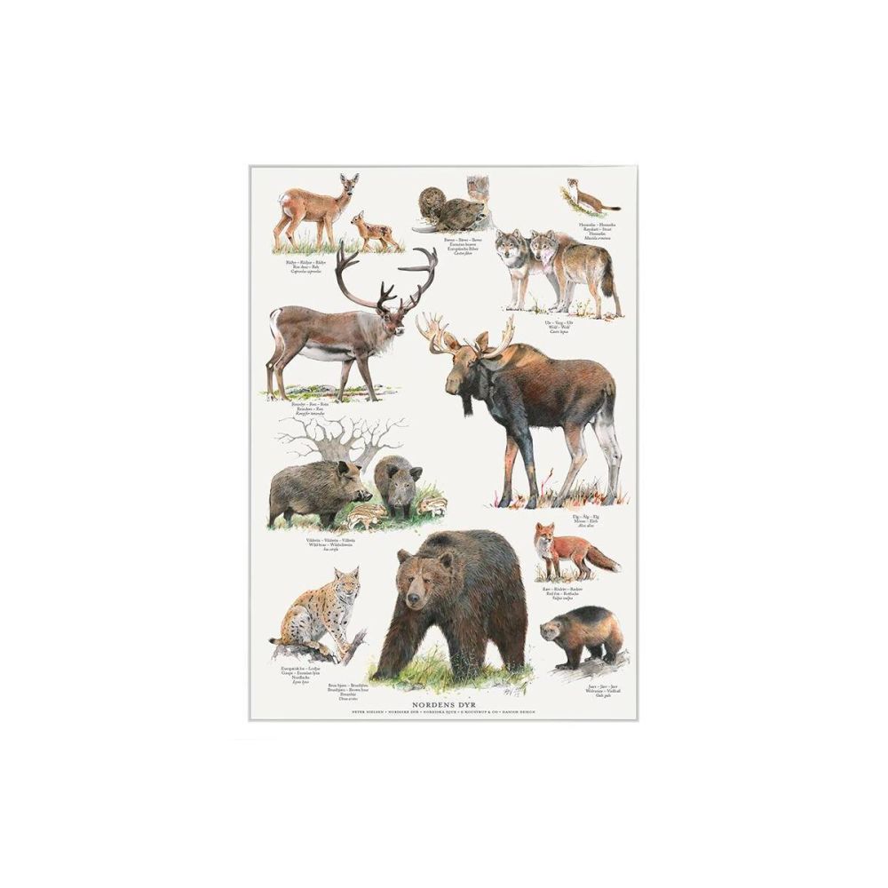 A4 Plakat fra Koustrup & Co med illustrationer af 11 nordiske dyr
