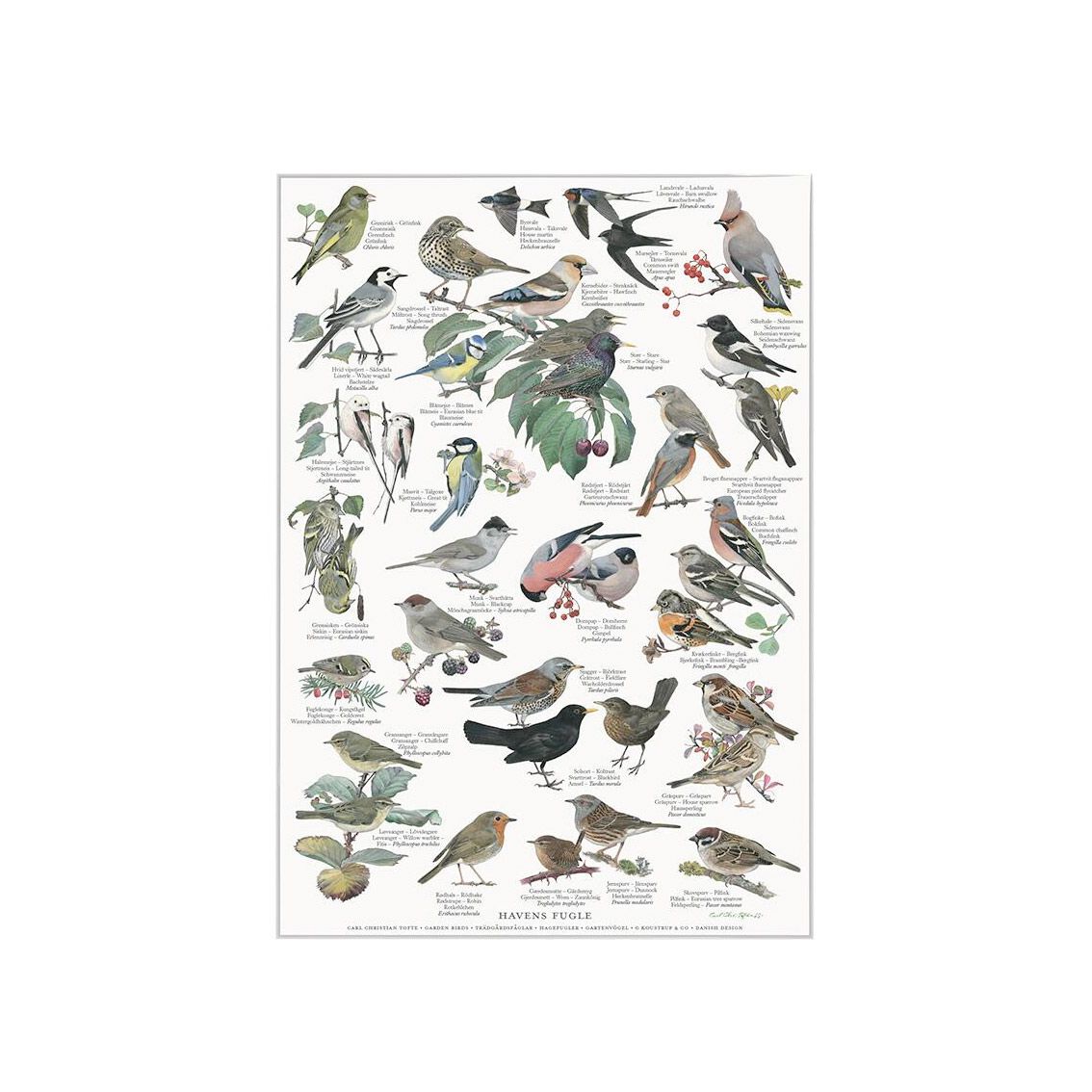  Havens fugle Plakat A4 