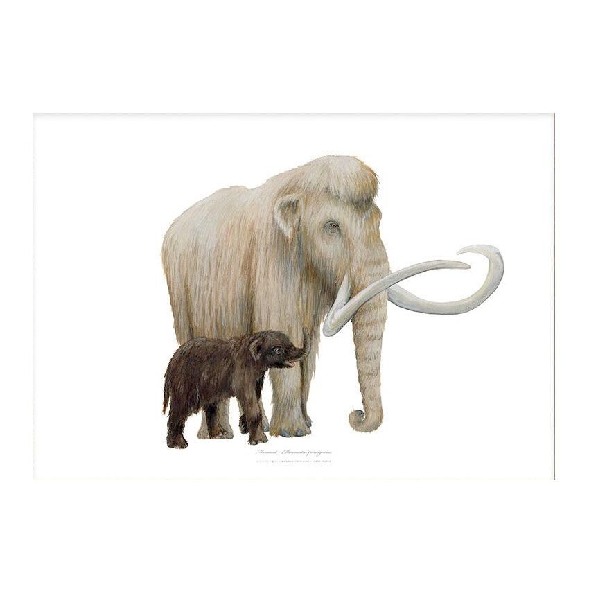  Uldhåret Mammut Kunstprint A2 
