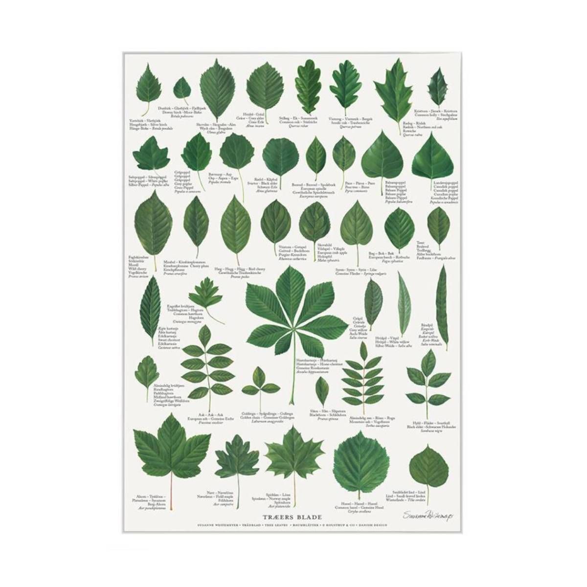 Træers blade plakat i A2 med 41 forskellige arter