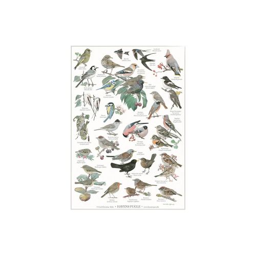 Havens fugle naturplakat i A4 se mange flere udgaver fra Koustrup & co