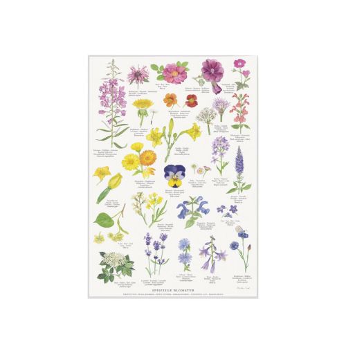 Naturplakater med blomster, havens fugle, spiselige blomster og havets dyr