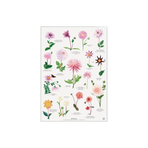 Dahlia Plakat A4