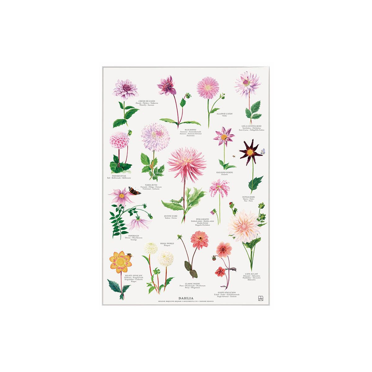 Dahlia Plakat A4