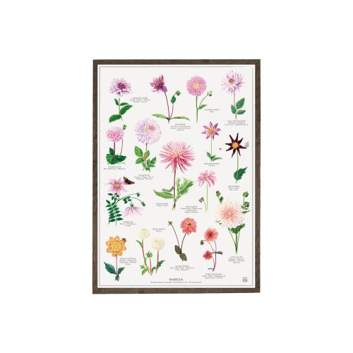 Dahlia Plakat A4