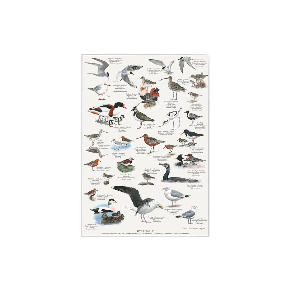 Kystfugle Plakat A4