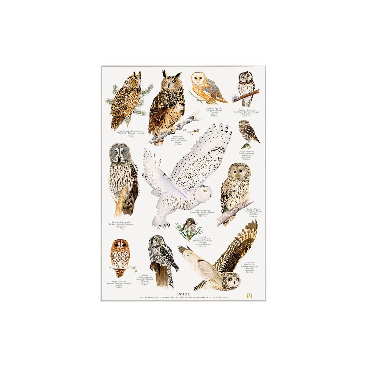 Ugler Plakat A4