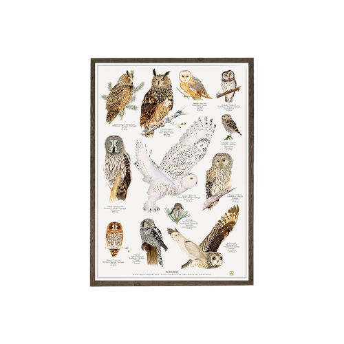 Ugler Plakat A4