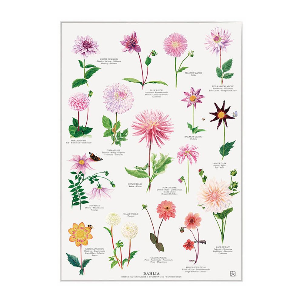 Dahlia Plakat A2