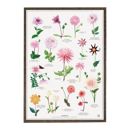 Dahlia Plakat A2