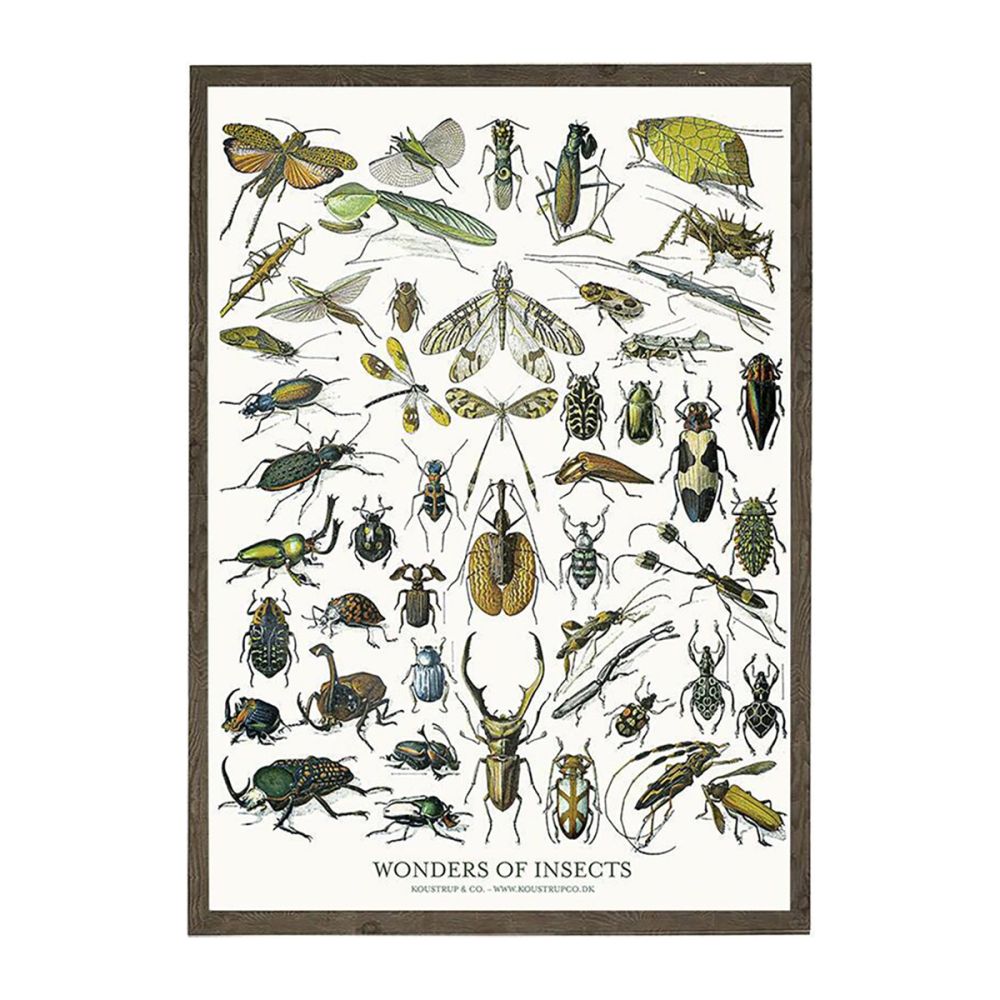 Insekter Kunstprint A2