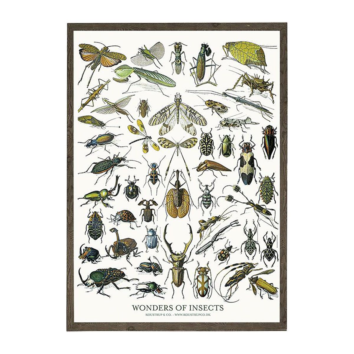 Insekter Kunstprint A2