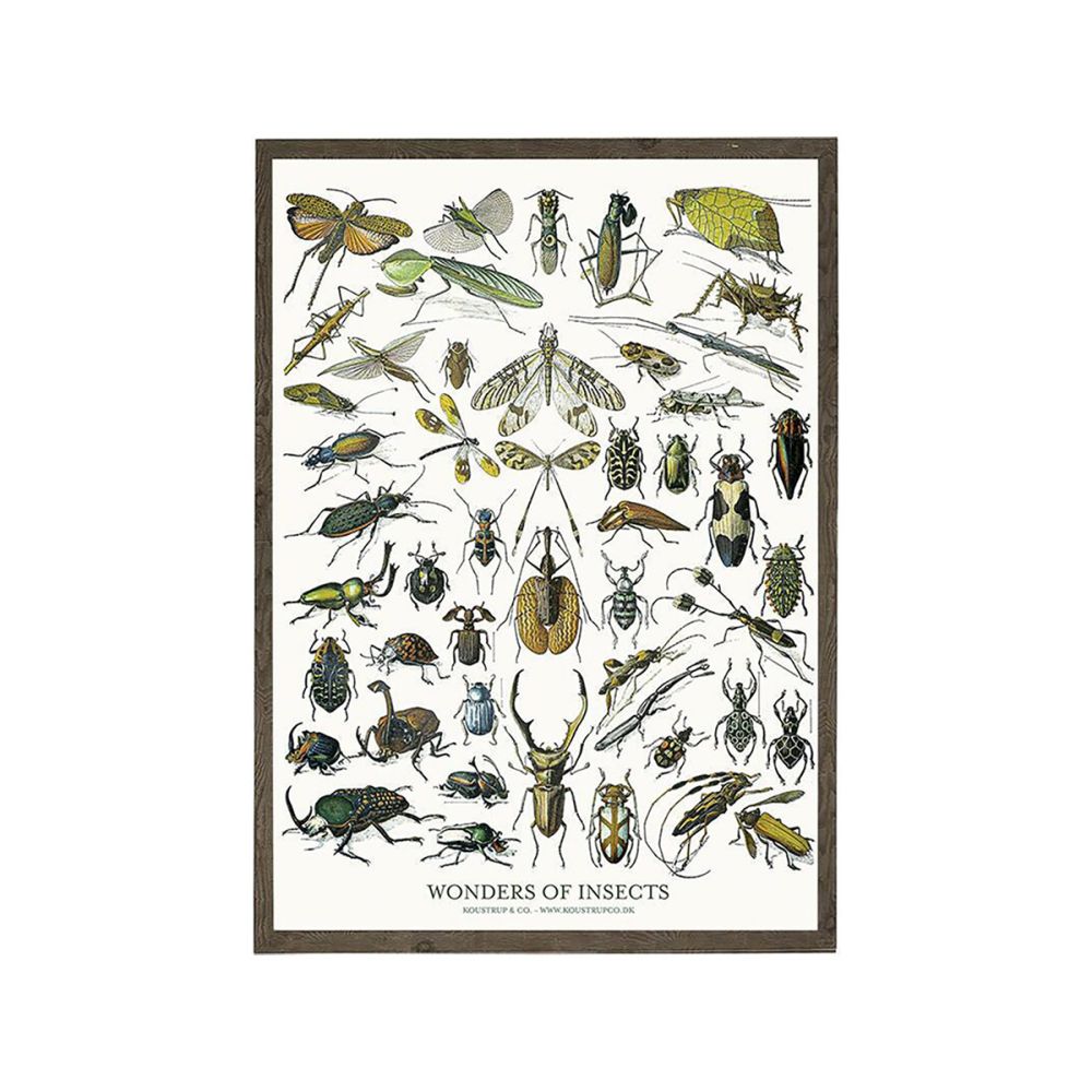 Insekter Kunstprint A3