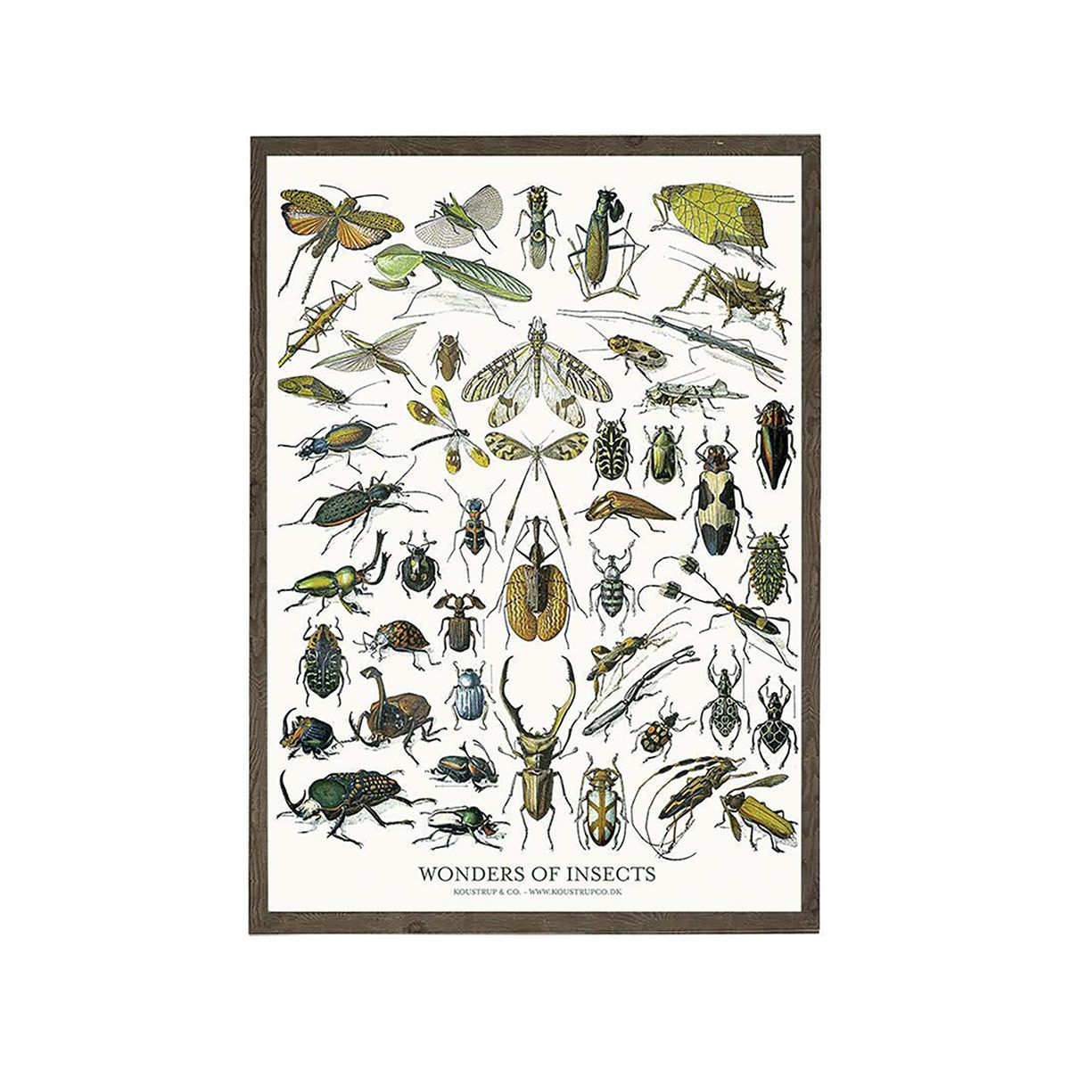 Insekter Kunstprint A3