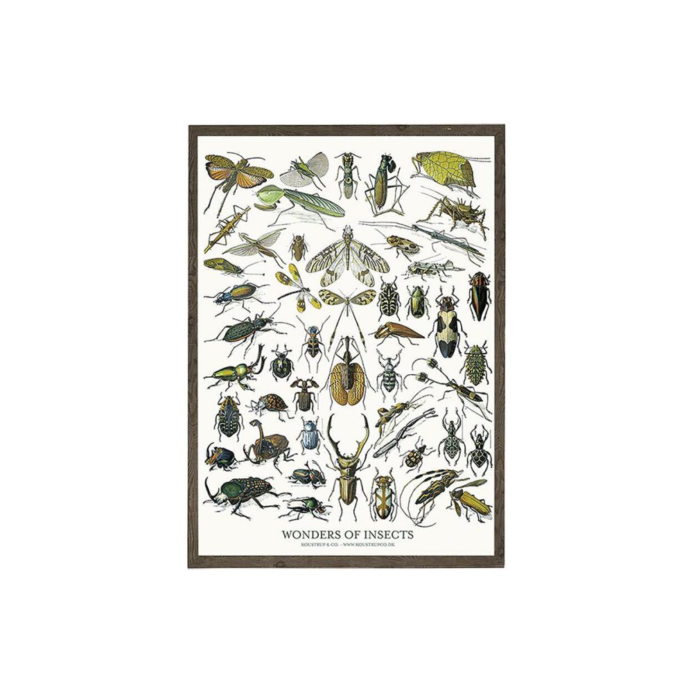 Insekter Kunstprint A4