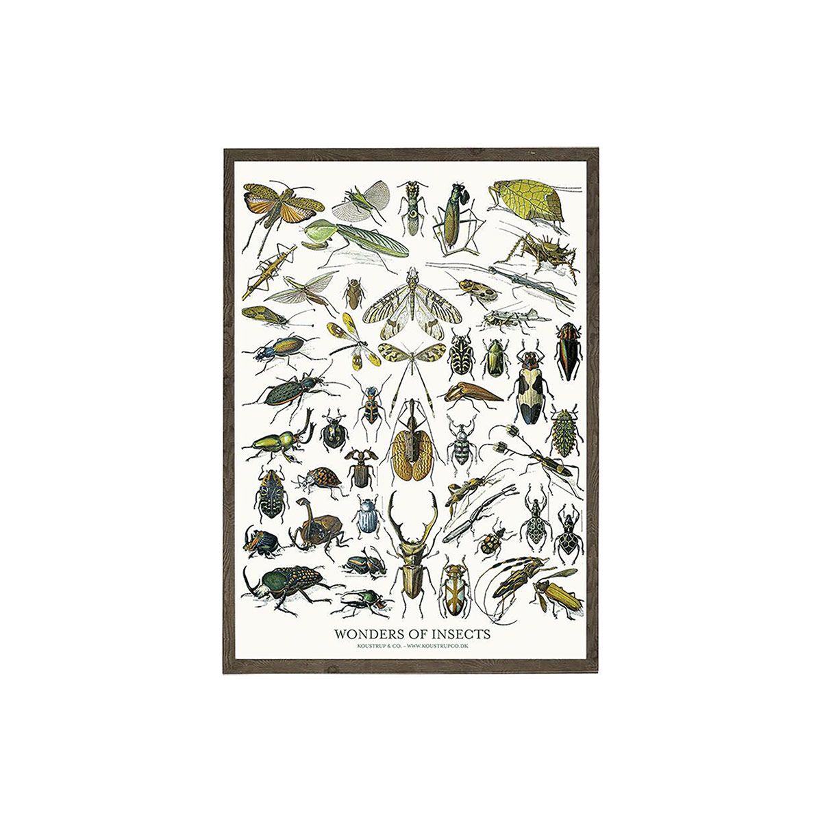 Insekter Kunstprint A4