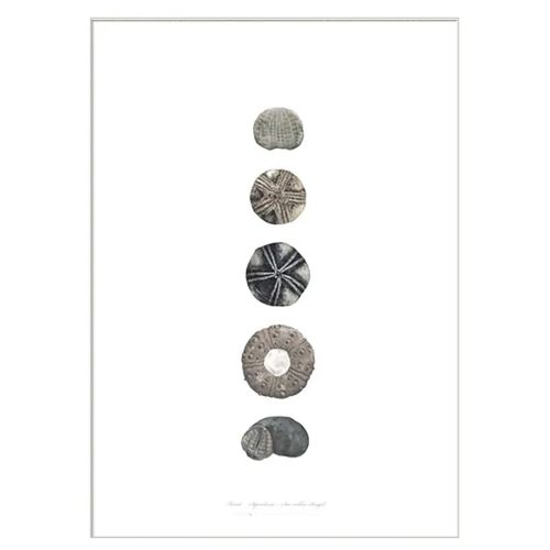 Søpindsvin Kunstprint A2