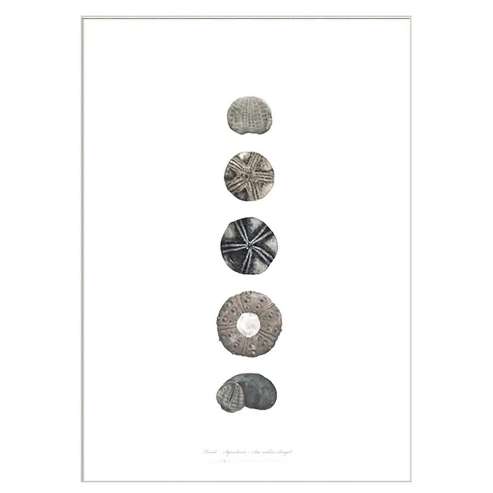 Søpindsvin Kunstprint A2