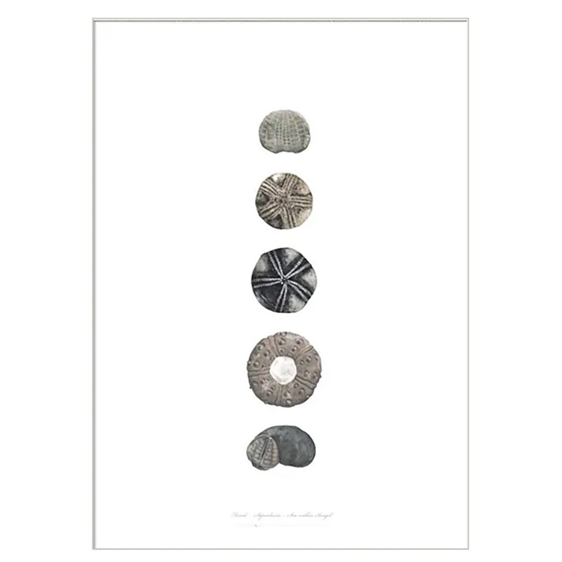 Søpindsvin Kunstprint A2