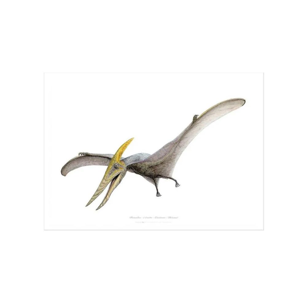 Pteranodon Kunstprint A3