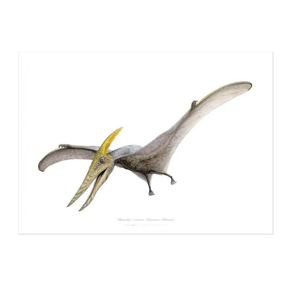 Pteranodon Kunstprint A2