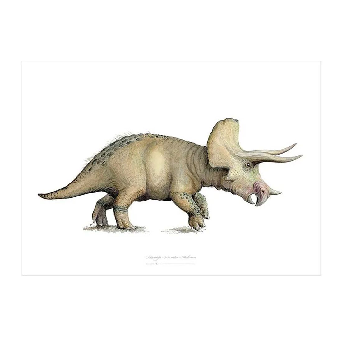 Triceratops Kunstprint A2
