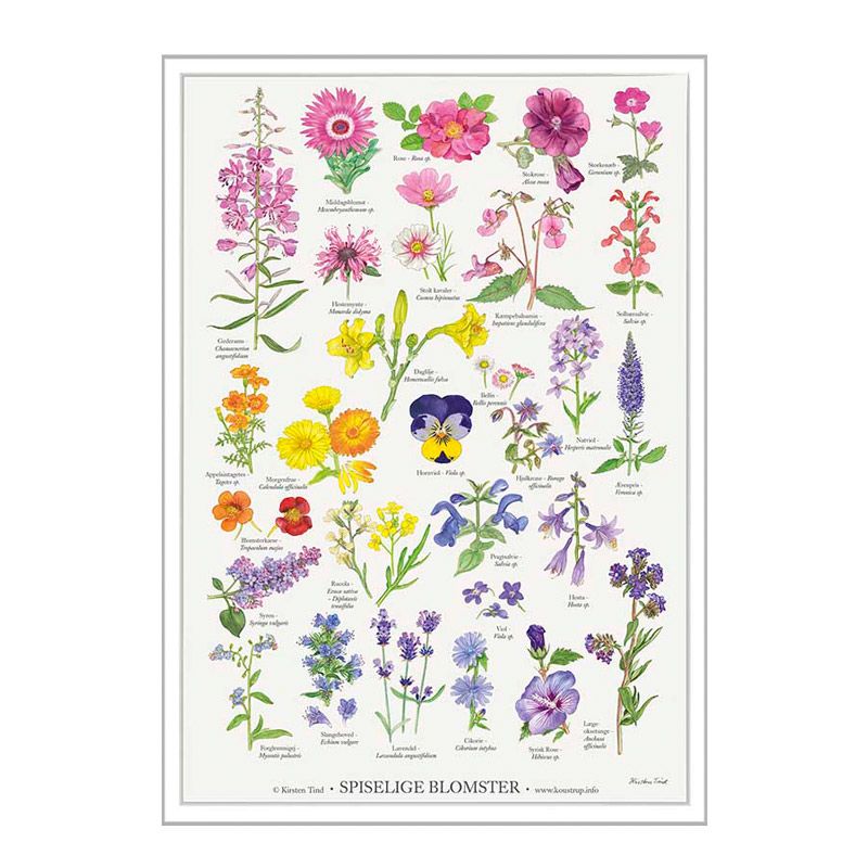 Plakat med spiselige blomster A2 