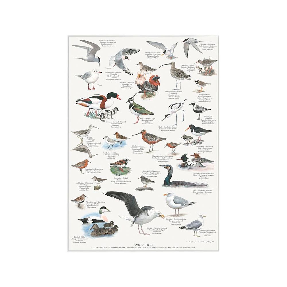 Fugle ved strand og klit