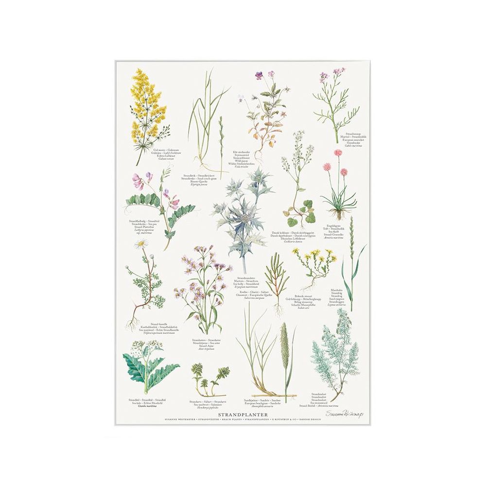 plakat med strand og klit planter