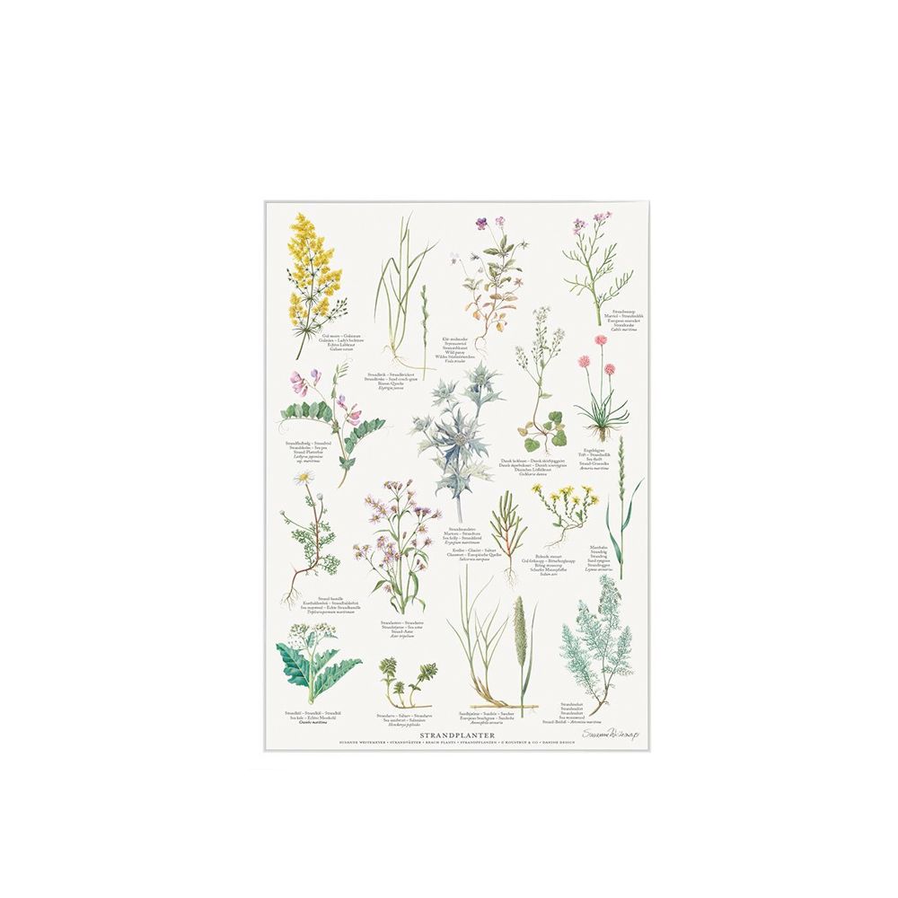 Koustrup  Strand og klit Plakat A4 