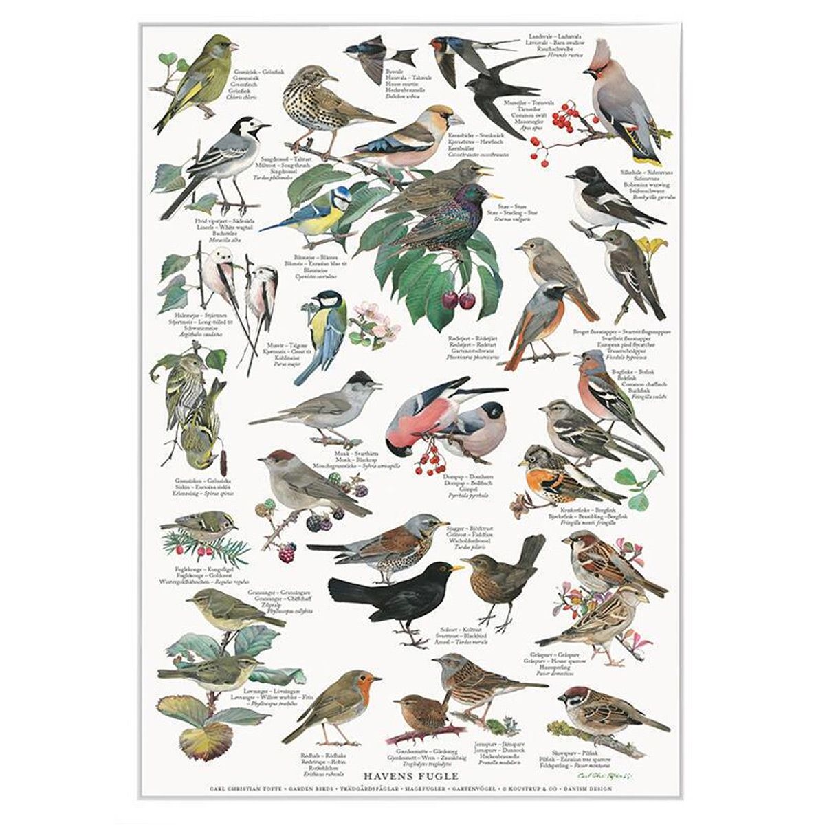 Havens fugle Plakat A2