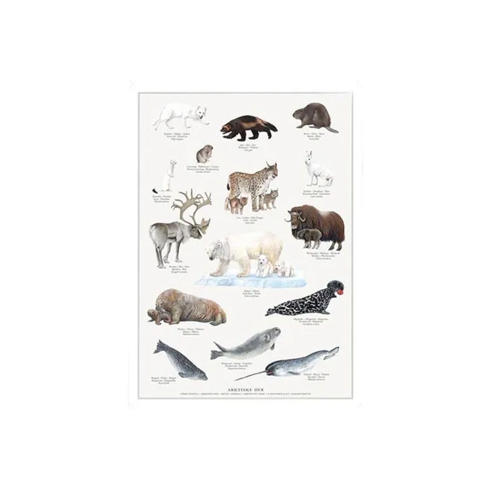 Arktiske dyr Plakat A4
