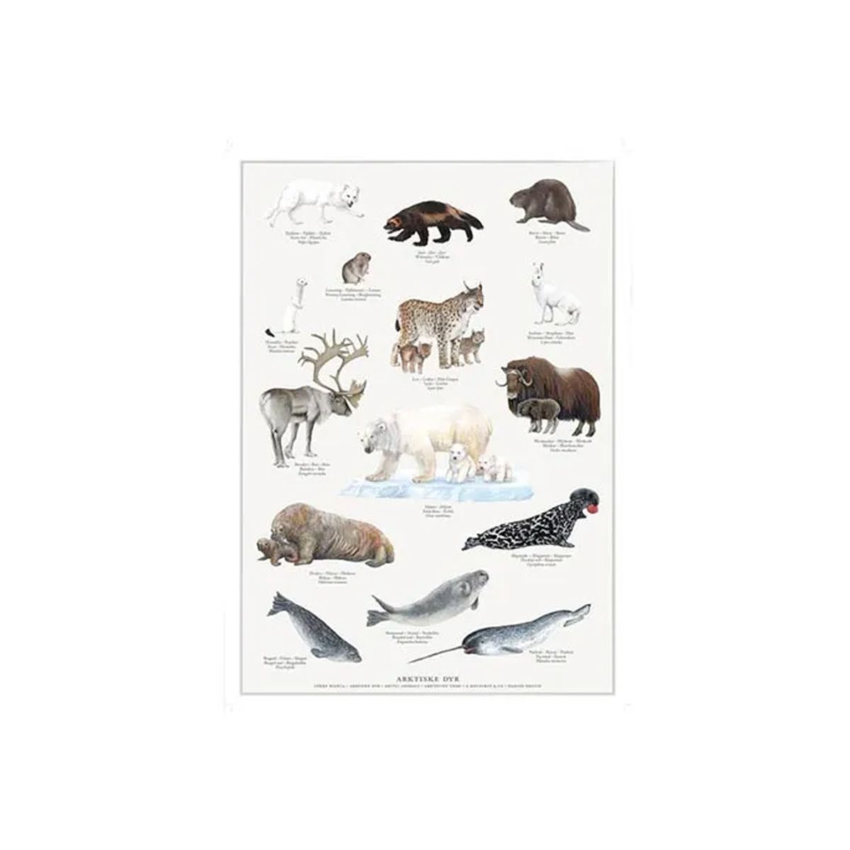 Arktiske dyr Plakat A4