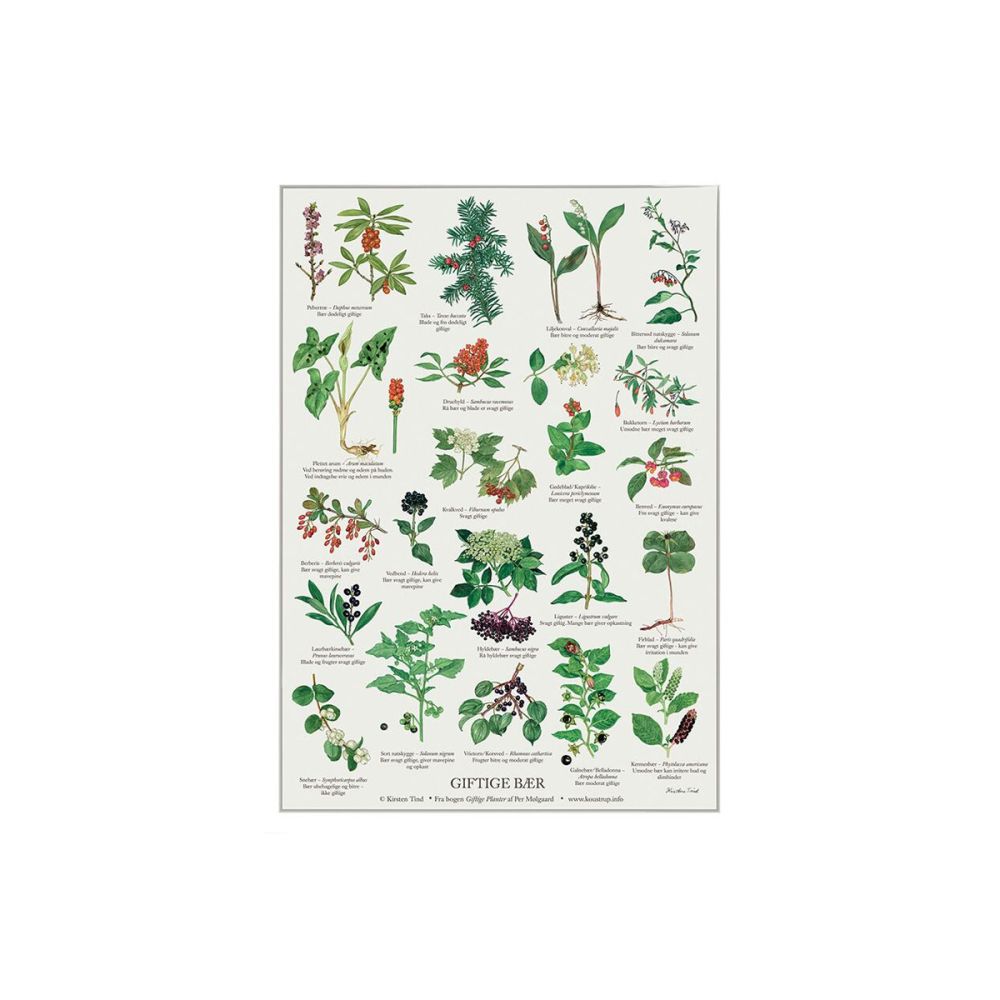 A4 plakat med giftige bær i den danske natur. 
