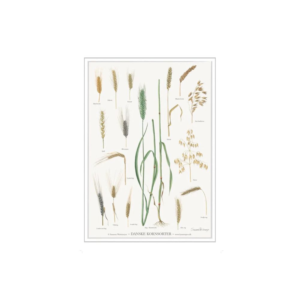 kornblomster plakat A4