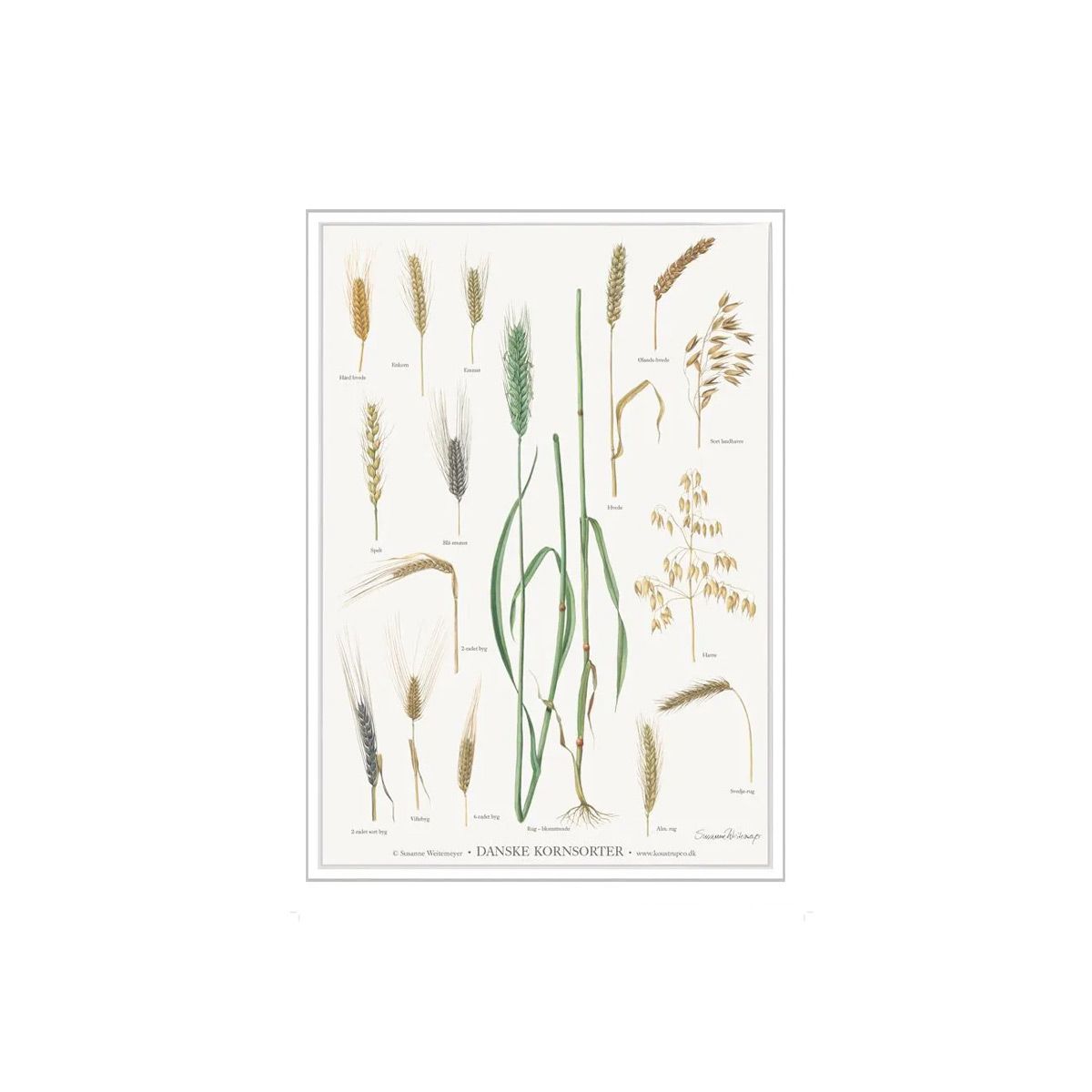kornblomster plakat A4