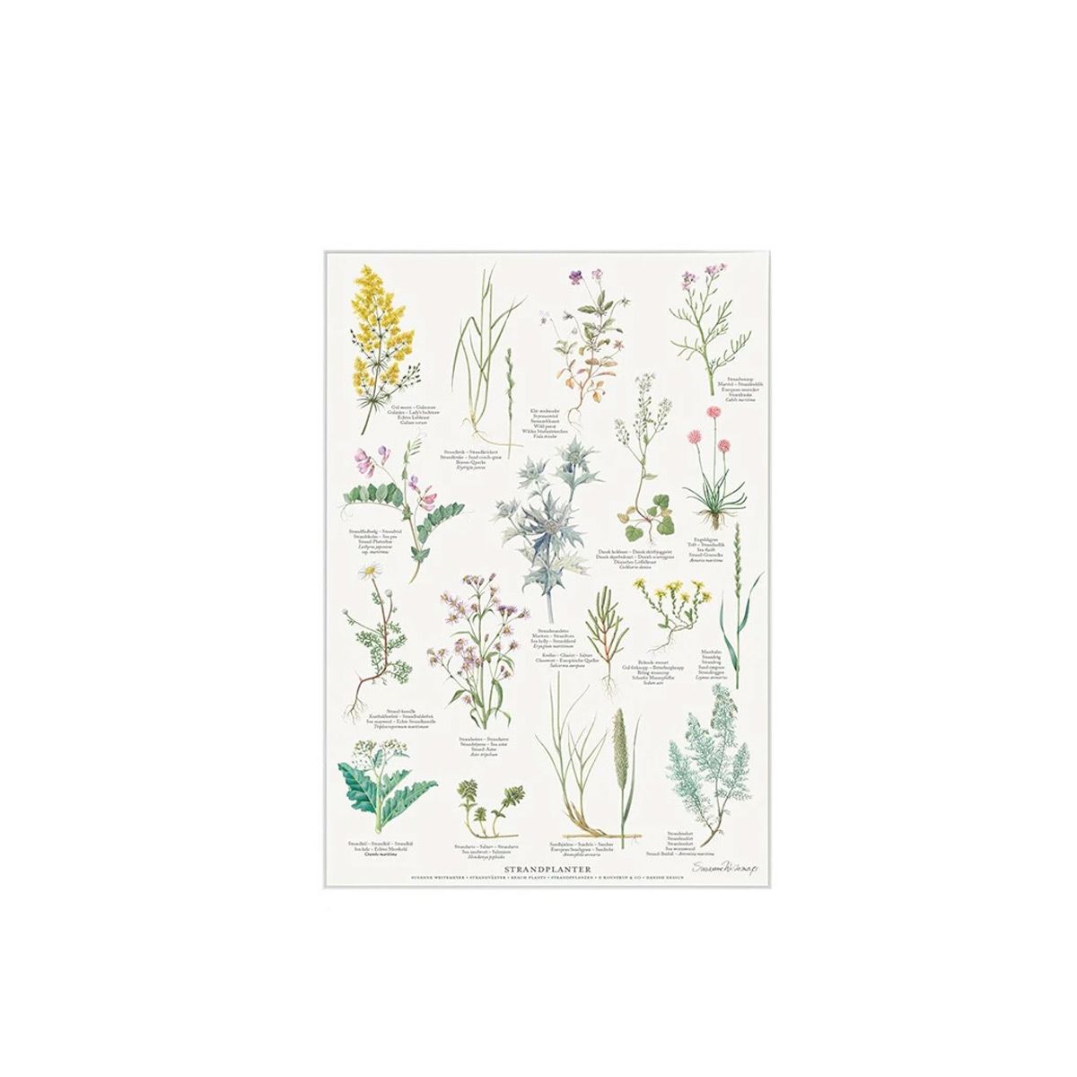 Strandplanter Plakat A4