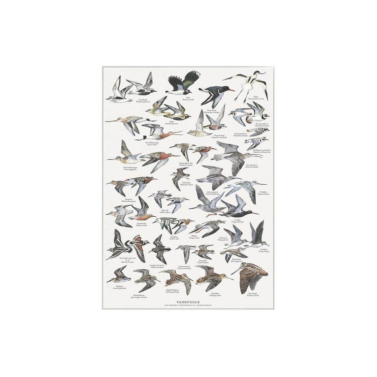Naturplakat A4 med vadefugle. Plakaten er illustreret med 25 forskellige arter.