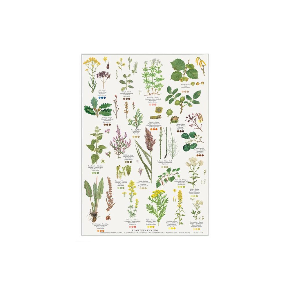 Plantefarvning Plakat A4
