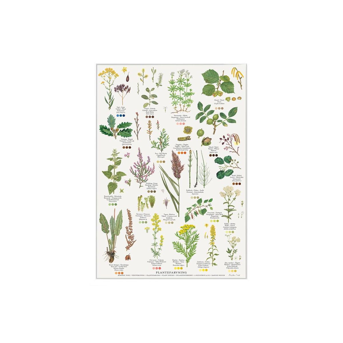 Plantefarvning Plakat A4