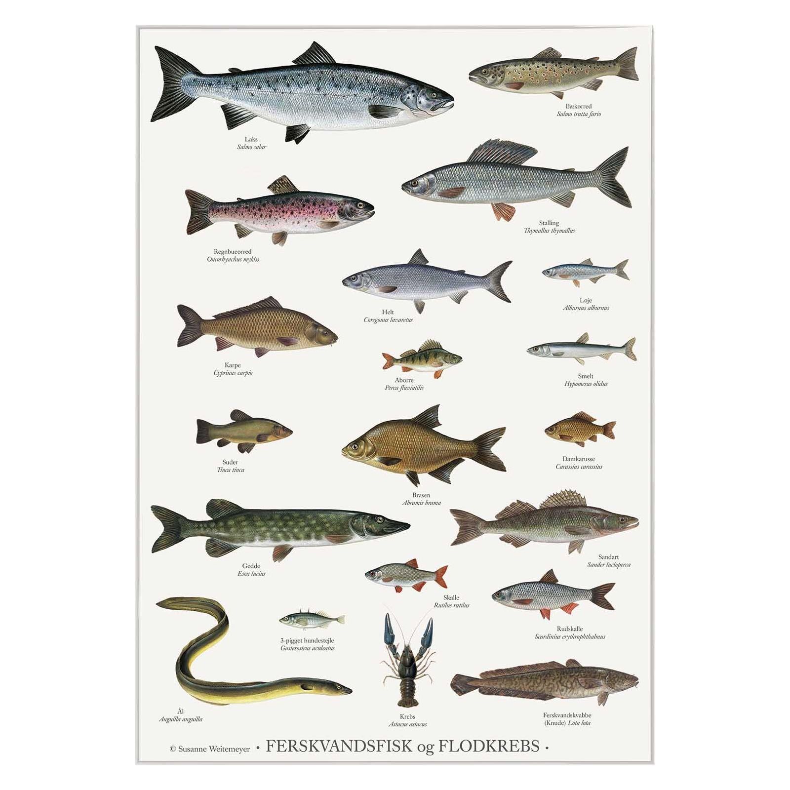 Plakat med ferskvandsfisk og flodkrebs